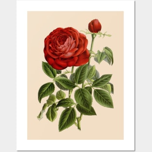 Red Rose Flower Vintage Botanical Illustration Posters and Art